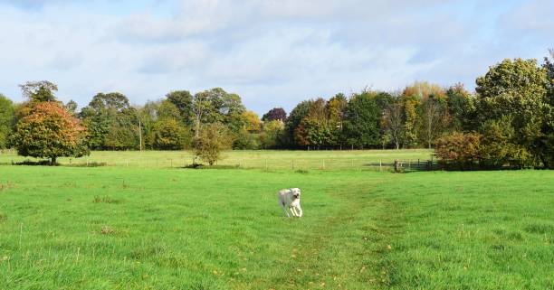 istock Labrador Retriever in the English Countryside 876690464