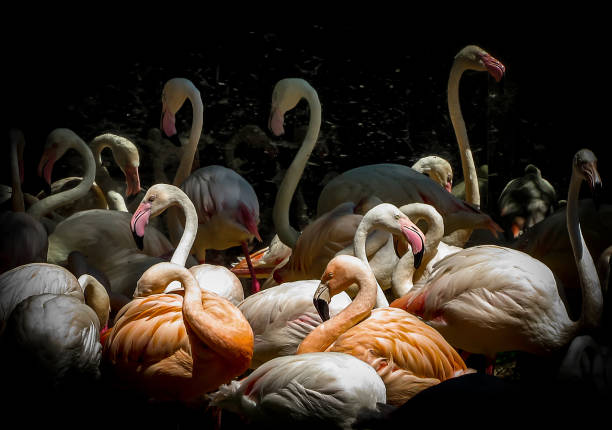 istock The Flamingoes' Party 876690668