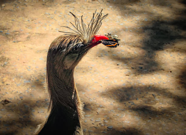 istock Red-Legged Seriema, also known as Crested Cariama (Cariama Cristata), Eating a Butterfly 876690676