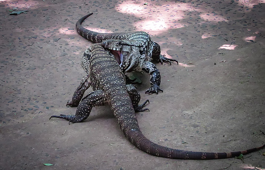 Two Argentine Black and White Giant Tegu (Tupinambis Merianae or Salvator Merianae) engage in a fight