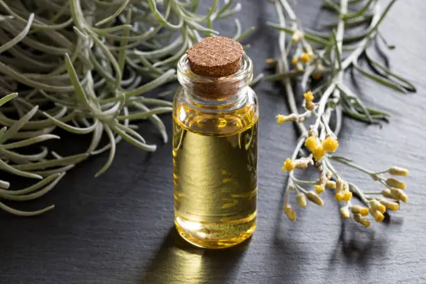 A bottle of helichrysum essential oil with blooming helichrysum italicum on a gray background