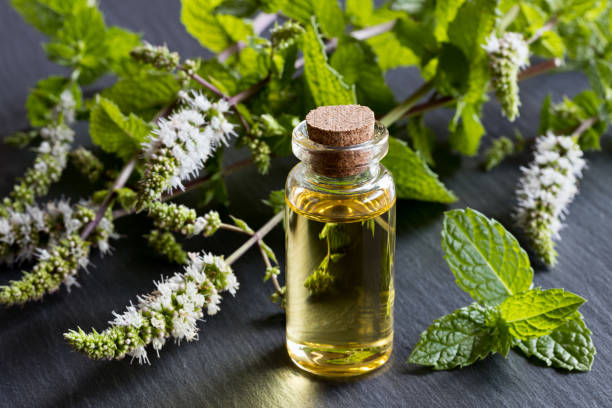 istock A bottle of peppermint essential oil with blooming peppermint 876693622
