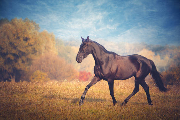 istock Black horse galloping on the autumn nature background 876697678