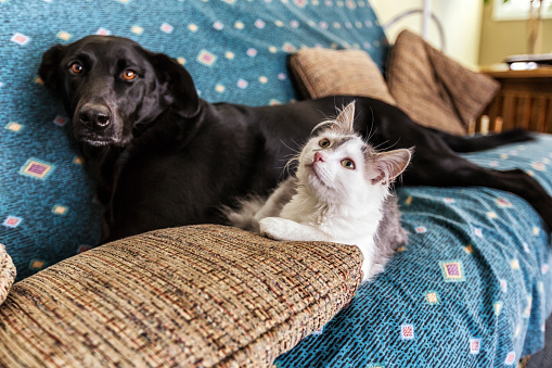 A new-to-the-household gray and white male kitten and an older long-time resident mostly Black Labrador Retriever mixed breed female dog are sharing the living room sofa together. The dog is looking at the camera while the cat is looking up at some invisible to humans distraction which is only apparent in a cat's world. Some motion blur on the dog. Canon 5D Mark III.