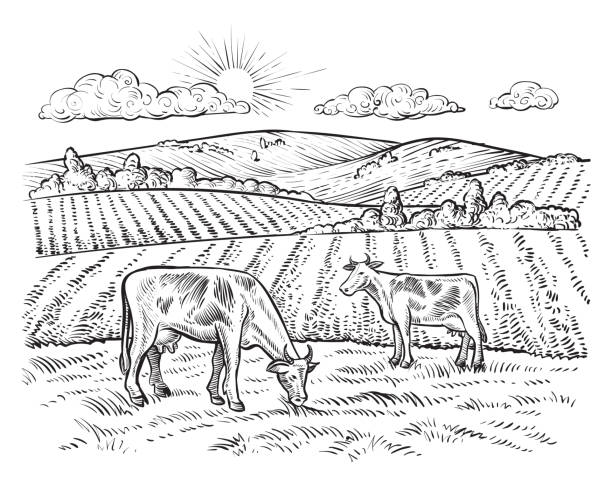 Rural landscape with cows. Vector vintage hand drawn illustration in engraving style. Peaceful farming scene with hills, meadows and pasturage.