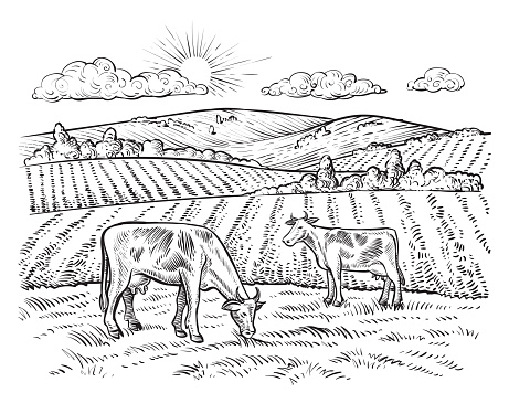 Rural landscape with cows. Vector vintage hand drawn illustration in engraving style. Peaceful farming scene with hills, meadows and pasturage.