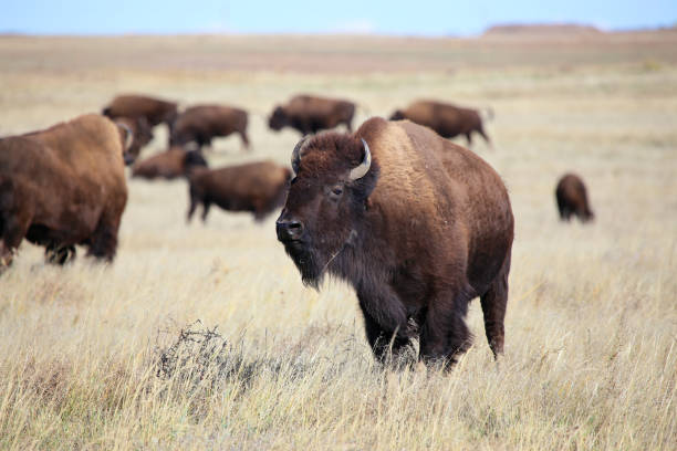 istock American Bison herd on the Colorado Great Plains 876700010