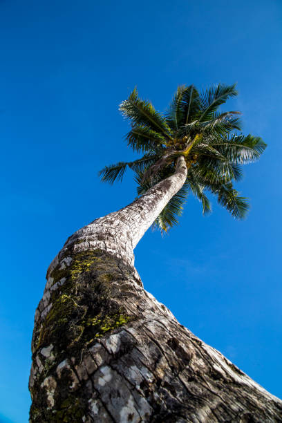 magnifique palmier grand à l’océan - hawaii islands maui palm tree kauai photos et images de collection