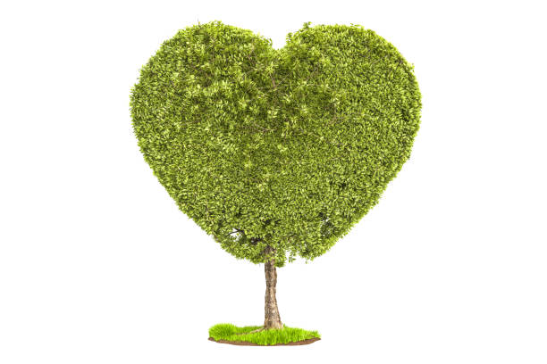 istock Tree in the shape of heart. 3D rendering isolated on white background 876712624
