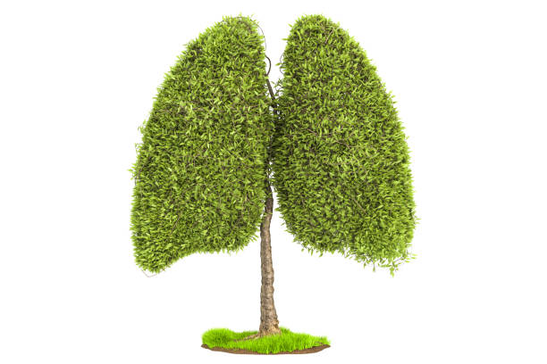 istock Tree in the shape of lungs, eco concept. 3D rendering isolated on white background 876712648