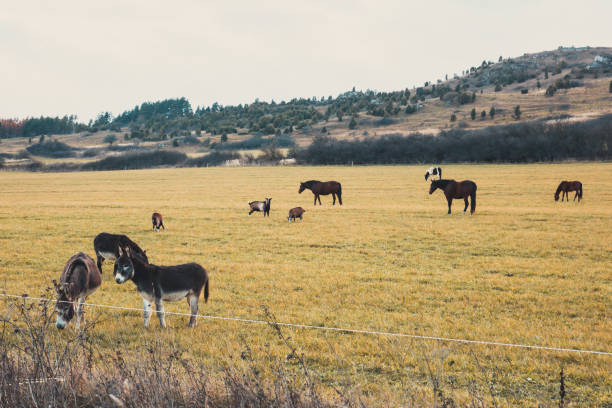 istock Horses and donkeys graze on the meadow 876712836