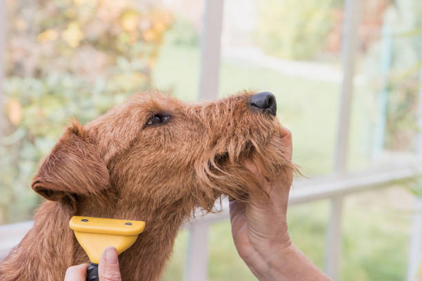 istock Trimming the neck of Irish Terrier 876712850
