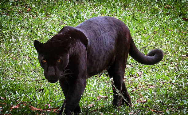 istock Melanistic Jaguar (Panthera Onca) on a Natural Background 876718610