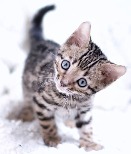 istock bengal kitten played and looks into eyes 876718652