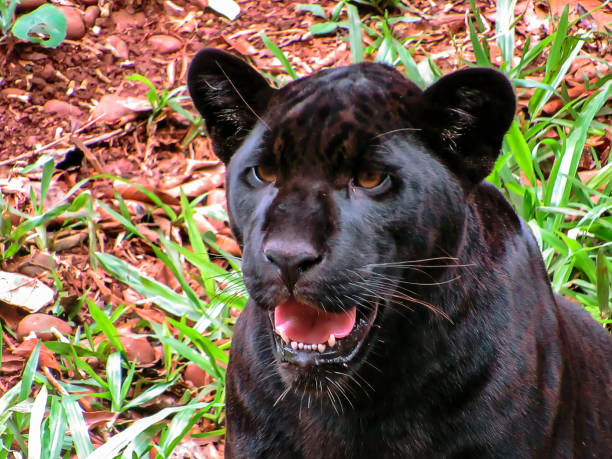 istock Melanistic Jaguar (Panthera Onca) on a Natural Background 876718714