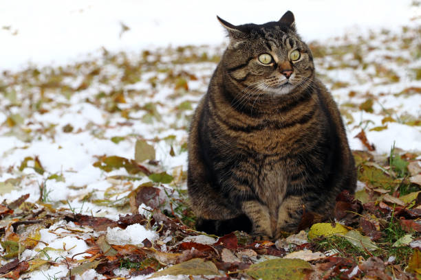 istock A little fat cat with a funny look 876727856