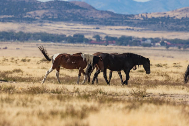 istock Wild Horses in the Desert 876728390