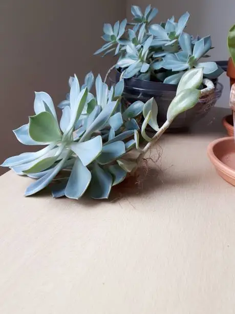 Indoor plant escheveria in a flower pot