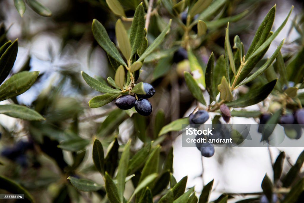 olives olives at the tree Crete Stock Photo