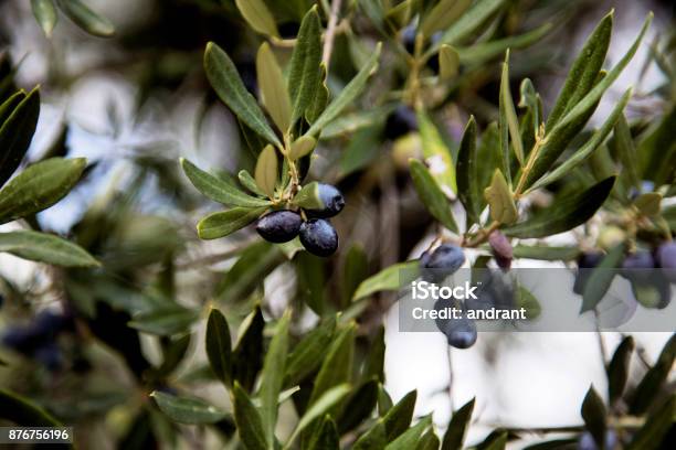 Olives Stock Photo - Download Image Now - Crete, Olive Tree, Agriculture