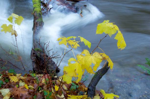 istock Rapids of a flooding river pour over moss covered logs while bushes wave in the current 876756568