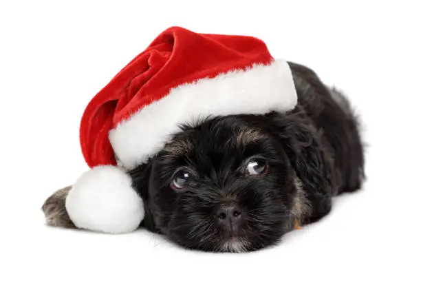 Close-up of a cute black and tan Havanese puppy dog in Santa hat - Isolated on a white background