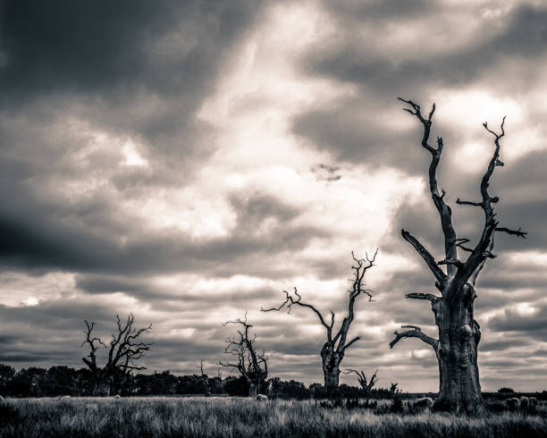 istock Mundon Petrified Oak Trees in a Field 876767904