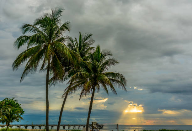 ビーチでヤシの木の後ろにくもりを突破太陽光線 - fort lauderdale florida beach lifeguard ストックフォトと画像