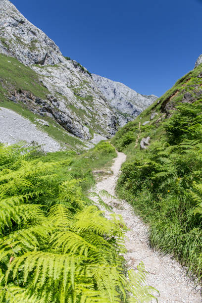 istock Footpath in mountains Picos de Europa, Spain 876774010