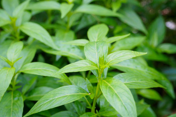 istock fresh Thai herbal medicine plant leaves Andrographis paniculata 876774118