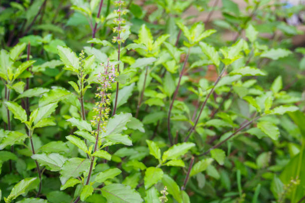 istock Holy basil or Sacred basil in organic garden 876774120
