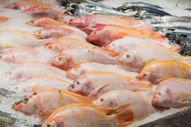 istock Fresh tilapia fish on ice in the market 876774138