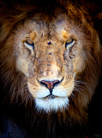 Male lion portrait head only