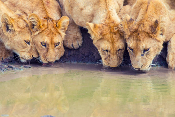 istock Pride of lions drinking at a waterhole. 876777446