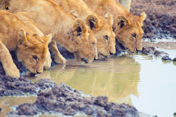 istock Pride of lions drinking at a waterhole. 876777544