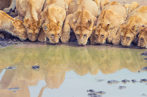 Pride of lions drinking at a waterhole. Cub and adult lions