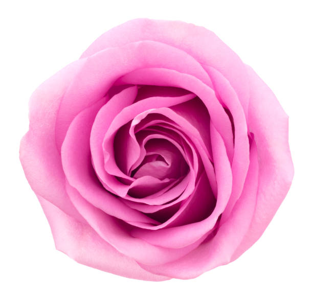 istock Pink Rose. Deep Focus. No dust. No pollen. Isolated on white. 876780326