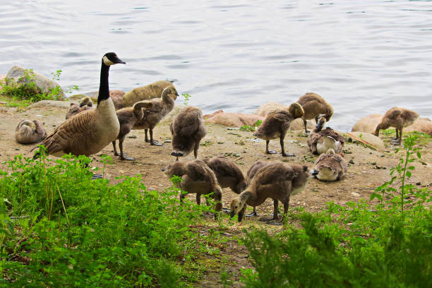 istock A group of juvenile Canada Geese being watched by a parent 876780398