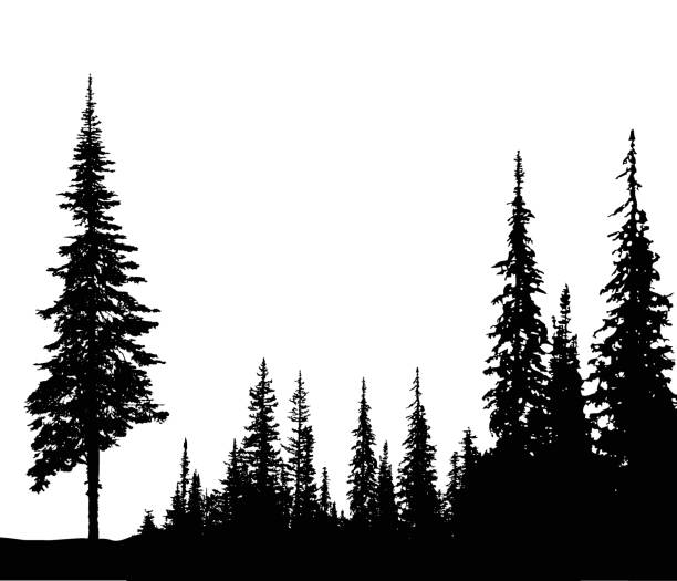Solitary Pine Silhouette illustration of coniferous tree illustrations stock illustrations