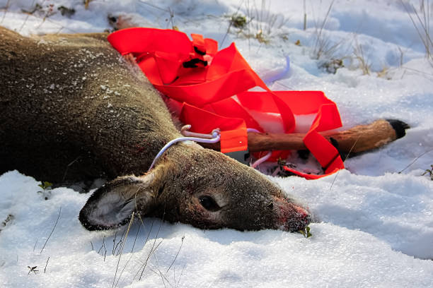 primo piano di un cervo morto con un'imbracatura di trazione attaccata - snow bound foto e immagini stock
