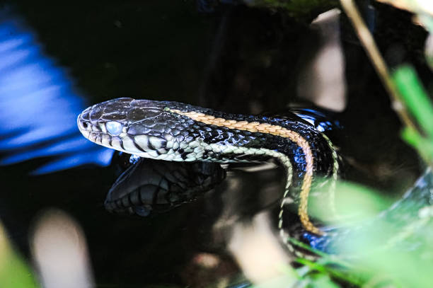 istock Closeup of a garter snake head with its' reflection in water 876783708