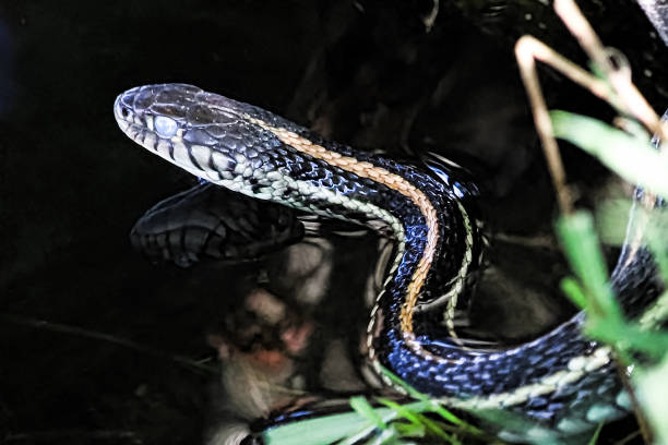 istock Closeup of a garter snake head with its' reflection in water 876783714