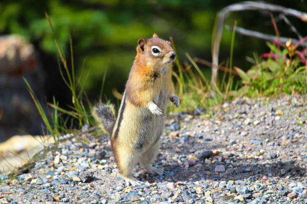 istock A Golden Mantled Ground Squirrel standing up 876784358