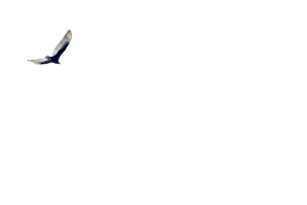 istock a black and white bird on the sky 876784680