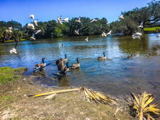istock flying white birds and oak trees in the swamp 876793124