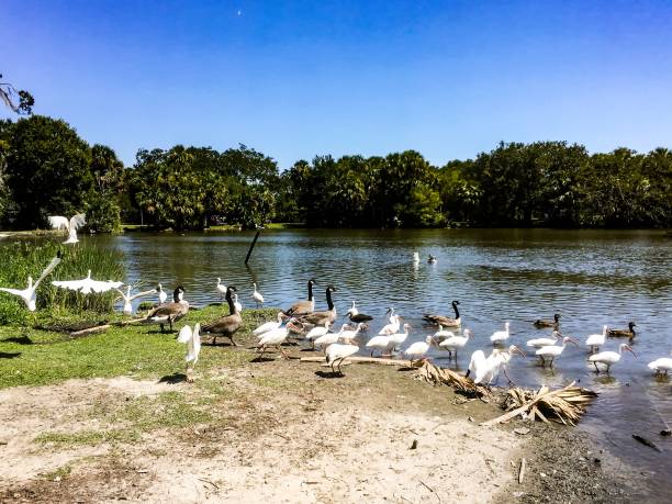 flying white birds and oak trees in the swamp