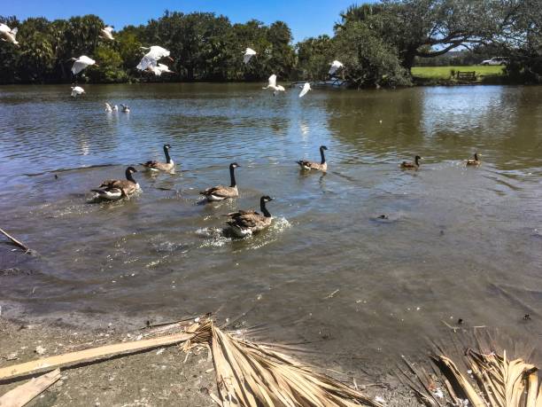 istock flying white birds and oak trees in the swamp 876793158