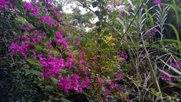 istock Flourishing bush in mountain 876793484