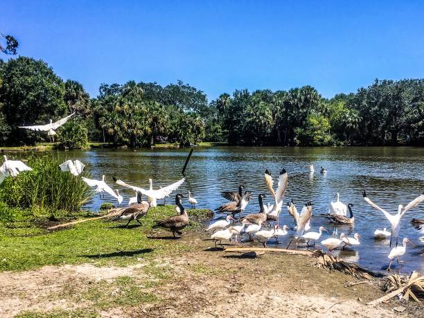 istock flying white birds and oak trees in the swamp 876793494