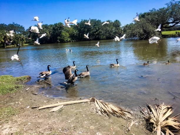 istock flying white birds and oak trees in the swamp 876793694